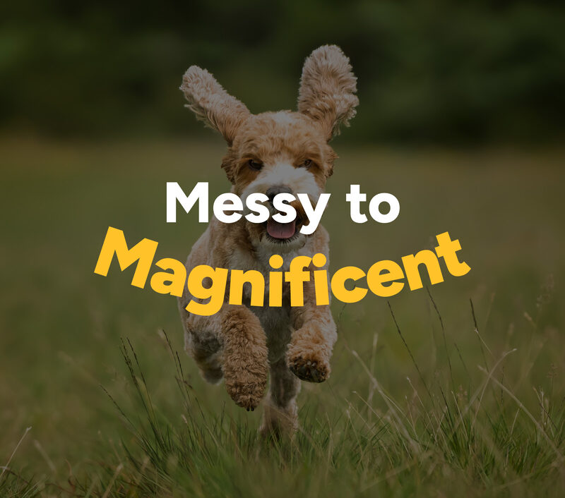 Bexley Paw Parlour - Case Study